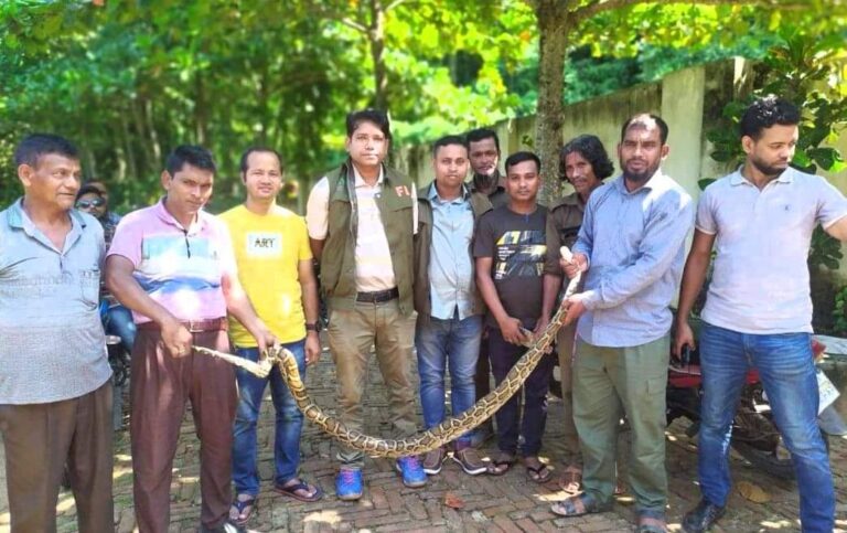 রাঙ্গুনিয়ায় লোকালয়ে অজগর সাপ উদ্ধার করে অবমুক্ত