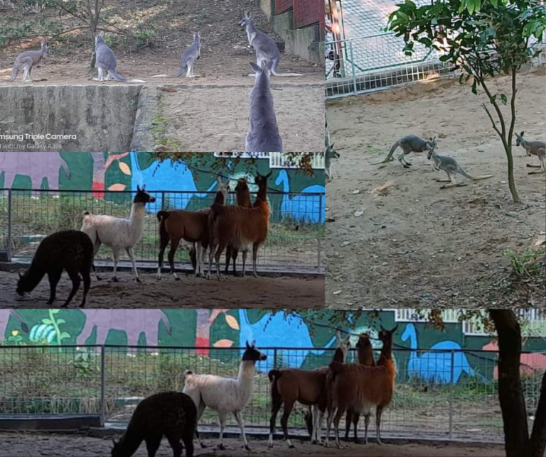 চট্টগ্রাম চিড়িয়াখানায় এলো ক্যাঙারু ও লামা