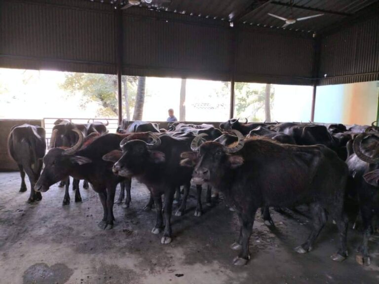 সীতাকুণ্ডে ভেসে এলো দেড়শতাধিক মহিষ