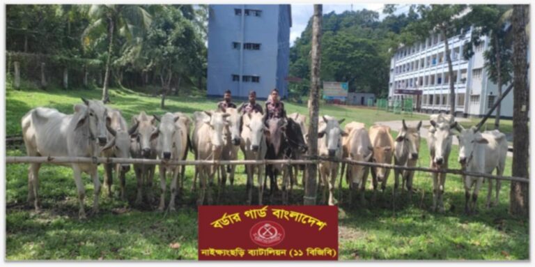 ১১ বিজিবির অভিযানে ১৫ বার্মিজ গরু জব্দ