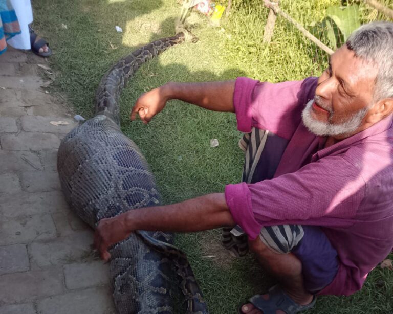 রাঙামাটির বরকলে পাহাড়ি অজগরের পেটে কৃষকের আস্ত ছাগল