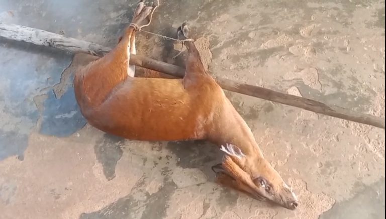 কাপ্তাই হ্রদে ভাসমান অবস্থায় বিরল “বার্কিং ডিয়ার” উদ্ধার !